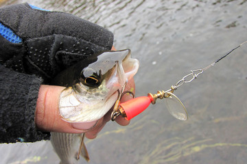 Autumn fishing on the Kola Peninsula.