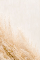 Pampas grass and shadows 