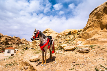 Naklejka premium Horse in sandstone valley, Jordan