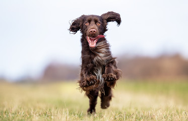 field spaniel in open air