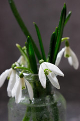 Fototapeta premium Bouquet of snowdrops in a glass vase, spring concept.