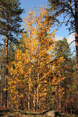 Autumn fishing on the Kola Peninsula.