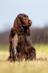 field spaniel in open air