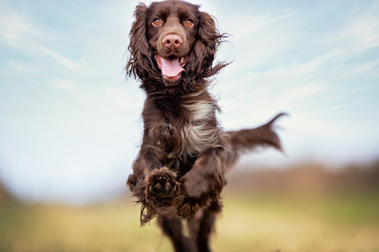 field spaniel in open air