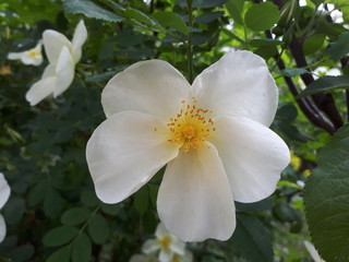 Very bright beautiful jasmine flower, large white soft flower, rain drops on the petals