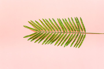 Tropical palm leaves on pink background