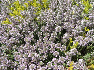 Obraz premium flowers