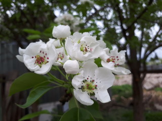 pear blossom in early spring