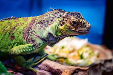 Close up picture of an exotic green iguana lying in terrarium