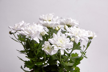Chrysanthemum flowers with white petals, bouquet, houseplant. Potted chrysanthemum plant