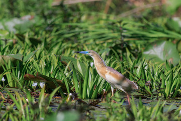 squacco heron (ardeola ralloides)
