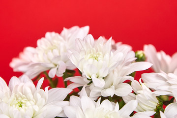 Chrysanthemum plant. White chrysanthemum flowers, bouquet, houseplant on red background