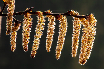 Naklejka premium Haselnussblüten im Frühling