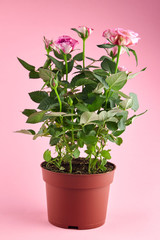 Naklejka na ściany i meble Houseplant in flowerpot, roses with pink color petals, indoor flowers in pot on pink background