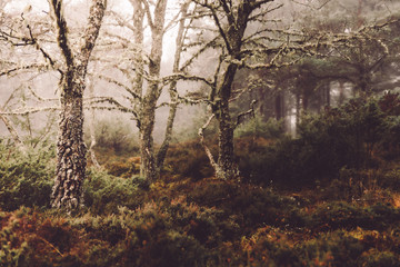 Fototapeta na wymiar Mysterious Forest 