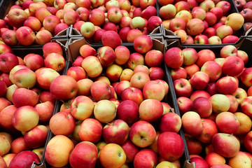 harvested ripened red apples in boxes in a market