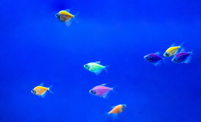 Fototapeta na wymiar Little colorful tropic fishs in clear blue aquarium