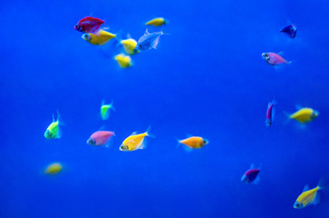 Little colorful tropic fishs in blue aquarium water