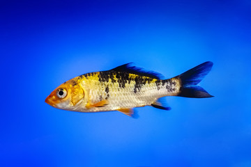 Fototapeta premium fish, moving through water in aquarium