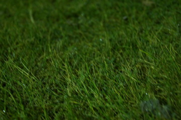 Green grass at night for background in the lantern light, desktop background