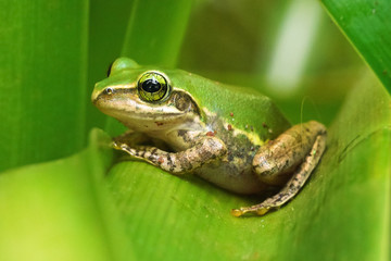 Small Madagascar green tree frog resting on green leaf, closeup detail
