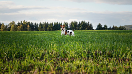 Fototapeta premium Jack Russell terrier dog standing on large green field, blurred trees in background, view from side