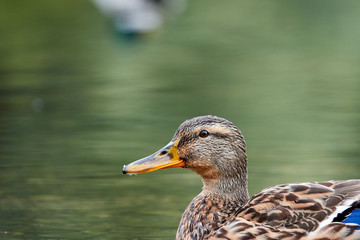 Ente schwimmt im Neckar