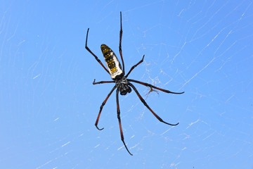 Red legged golden orb weaver spider female - Nephila inaurata madagascariensis, resting on her net, against blue sky background