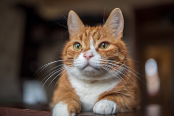 Red domestic cat. Close-up photo.