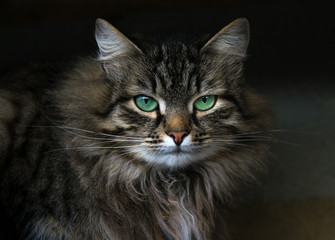 Fototapeta na wymiar Muzzle of a spotted tabby cat with green stunning eyes. Fluffy tortoise fur. Serious, proud and insightful look, white mouth. Photo of a luxurious bold cat in a dark key and background.