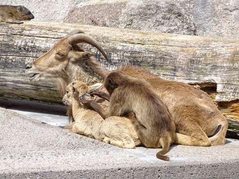 Affe laust Gai&szlig;lein
