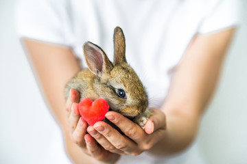 A small rabbit and a heart in human hands. The concept of love , protection and conservation of animals. Rabbit close- up on the palm of the girl. Careful attitude to nature. green movement