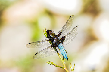 libellula 01
