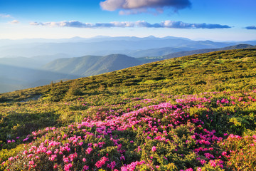 Obraz premium A lawn with flowers of pink rhododendron. Mountain landscape with beautiful sky and clouds. A nice summer day. Location Carpathian mountain, Ukraine, Europe.