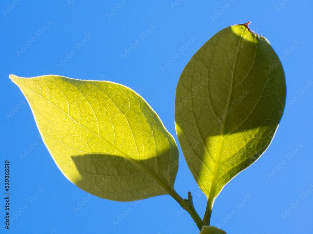 Poster leaf