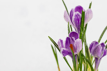Fototapeta na wymiar spring flowers of white-purple crocuses with dew drops on the petals, place for text,