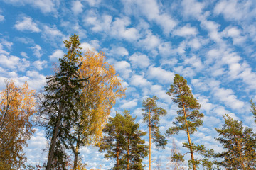 Trees against cirrocumulus clouds sky - obrazy, fototapety, plakaty