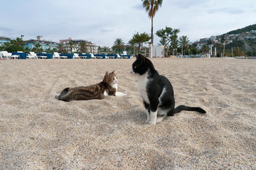 Zwei Katzen.