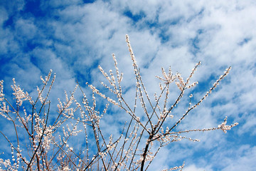 Spring flowering fruit trees on a background of blue sky