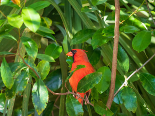 Northern Cardinal