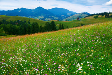 Obraz premium nature, summer landscape in carpathian mountains, wildflowers and meadow, spruces on hills, beautiful cloudy sky
