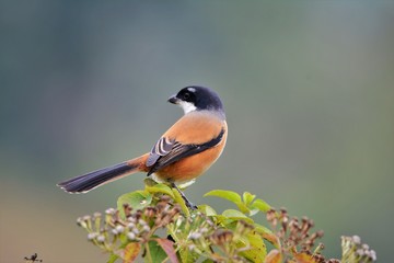 Beautiful bird Long tailed shrike on tree branch