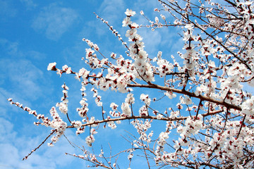 Spring flowering fruit trees on a background of blue sky