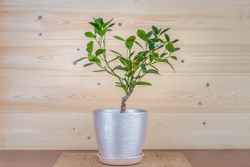 Tangerine tree blooms in a pot on a rustic background. Bonsai