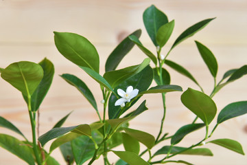 Tangerine tree blooms in a pot on a rustic background. Bonsai