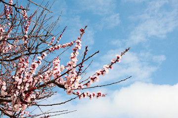 Spring flowering fruit trees on a background of blue sky