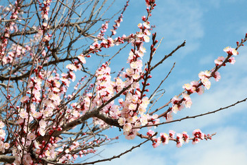 Spring flowering fruit trees on a background of blue sky