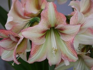 Amaryllis flowers in full bloom, the flowers are whitish with reddish stripes, the flower organs are very easy to see, stamens and pistils