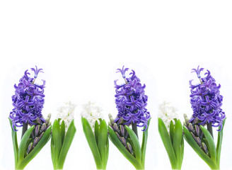 Beautiful spring flowers background. White and blue hyacinth flowers isolated on white. Space for text, flat lay