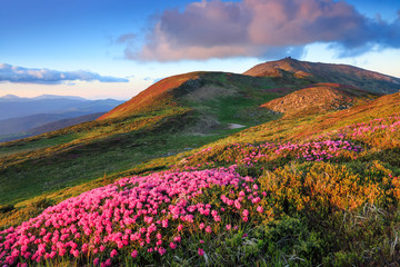 Fototapeta na wymiar Summer scenery. From the lawn covered with pink rhododendrons the picturesque view is opened to high mountains, valley, blue sky in sunny day. Location Carpathian mountain, Ukraine, Europe.